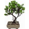 Bonsai finto - Pino giapponese 25x17,5 cm