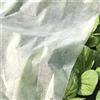 Telo antigelo piante 1,6x5 m - 1.6 x 5 metri