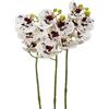 3 Orchidee Phalaenopsis artificiali - bianco con macchie