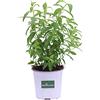 eGarden.store Pianta di Citronella Pianta di Lippia Citriodora pianta da esterno pianta aromatica pianta profumata pianta anti zanzare pianta vera di Citronella venduta da eGarden.store