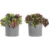 DKD Home Decor Impianto Ornamentale, Standard