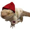 Generic Bearded Dragon Clothes - Felpa con cappuccio regolabile in cotone barbuto drago crestato - Abbigliamento rettile fatto a mano per la protezione della pelle Photo Party Generico