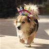 DHER Papillon Di Compleanno Per Animali Del Cappello Della Festa Di Compleanno Set Di Decorazioni Per Feste Per Animali Domestici Cappello Di Compleanno Per Cani Papillon Decorazioni Feste (Colorato)