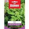 Blumen basilico anice