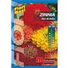 Magnani zinnia fior di dalia