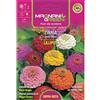 Magnani zinnia lilliput