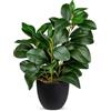 Briful pianta finta di peperomia decorativa per interni, piccole piante artificiali 36 cm per soggiorno, bagno, decorazione per la casa