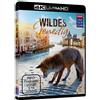 Rex Film / Cargo Wildes Venedig (4K Ultra-HD)