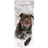 Magnet & Steel Calendario 2024 Labrador Chocolate Slim