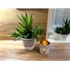 Kimmel Set di 3 vasi per piante grasse, per cactus, 13 cm, colore bianco