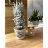 Kimmel Vaso decorativo per piante, 12 cm, bianco, 3 pezzi