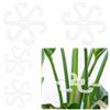 BOXOB 4pz Supporto Stelo Piante Rampicanti con Fori, 2 Misure Ganci per Steli di Piante da Fiore Tralicci Ganci di Supporto per Steli di Piante Rampicanti per Crescita Verticale (Trasparente)