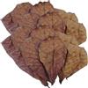 Opilroyn Betta Fish Leaves - Catappa foglie di , foglie di di pesce, foglie di catappa di , condizionatore d'acqua Balance | PH Down Aquarium Ketapang, foglie di secche per