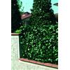 Linea Garden Friend Recinzione in PVC c/Foglie Lauro più Rete ombreggiante 1x3