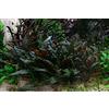 AquaPlants Cryptocoryne Wendtii 'Mi OYA' - 1 Mazzo - Piante vive per acquario