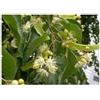ADAMAH Srl EIE TIGLIO 30ML GTT