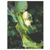 HERBOPLANET Srl MSA CORYLUS AVELLANA 50 ML