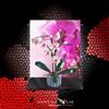 SHOWCASE LAB TECA IN PLEXIGLASS ACRILICO-SHOWCASE-TECA PER SET LEGO 10311-ORCHIDEA
