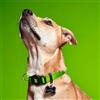 My Family Myfamily Collare Memopet per cani con tecnologia NFC ULTIMI PEZZI