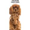 Magnet & Steel Calendario 2025 sottile Cavalier King Charles