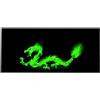 Silent Monsters Tappetino Mouse XXL 90 x 40 cm, Grande, Dragone verde, con Bordo Cucito, Durevoli, antiscivolo e silenzioso, gioco ufficio casa lavabile, arrotolabile, Tappetini per il Gaming Mousepad