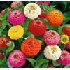 Tûche Semi fiori ZINNIA NANA DOPPIA MIX In Busta Ermetica MADE IN ITALY Qualità superiore con 95% di germogliazione con istruzioni
