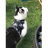 Mynwood Cat Jacket Mynwood Pettorina per gatti adulti, motivo: teschi, a prova di fuga
