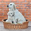 e-wicker24 Alles aus Weide e-wicker24 Naturale Cesta per Cani in Vimini con Cuscino Morbido Rialzato - Divanetto Calmante per Animali - Lettino Taglia Grande
