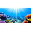 MIRRORANG 120x50cm Acquario Subacqueo Sfondo Luce del Sole Blu Mare Colorato Barriera Corallina Mondo Sottomarino Pesce Serbatoio Poster Sfondo