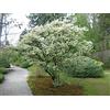 Vivaio di Castelletto Osmanto Osmanthus x Burkwoodii pianta da siepe sempreverde in vaso ø11 Vivaio di Castelletto