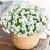 Weldomcor 10 Pezzi Flori da Esterno Artificiali Resistente ai raggi UV Fiori Finti Artificiale Arbusti Ramo Piante Artificiali per Patio Portico Finestra Scatola di Nozze Agriturismo Decor, Bianco