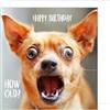 Edition Seidel Biglietto di auguri di compleanno quadrato con busta. Happy Birthday Billet animal card bambini uomo donna cooler cane humor divertente (GQ157 SW024)