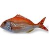 CERAMICHE CALTAGIRONE Pesce in Ceramica - Pagro mediterraneo cm 25