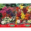 Germisem Compact Mix Semi di Petunia 0.2 g & Wallflower Single Mix Semi 0.75 g