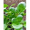 Magic Garden Seeds Komatsuna (Brassica rapa var. perviridis) - circa 300 semi