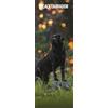 Magnet & Steel Calendario sottile 2025 Labrador nero