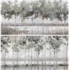 DRW Quadro Tela con Alberi Dipinti a Mano in Bianco e Verde 120 x 3 x 60 cm, Medidas: 120x3x60cm