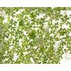 Garnelio Moose & Schwimmpflanzen Garnelio - Azolla filiculoides per laghetti e acquari