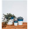 Ivyline Vaso per Piante, Ceramica, Bianco/Blu, 9 cm