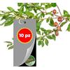 Albagarden - Trappola Cromotropica Nera Per Tuta Absoluta BIO - Trappola Adesiva Per Piante Da Orto, e Parassiti Del Pomodoro - Protezione Naturale Senza Veleno x 10 Pz
