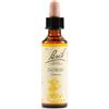 Gorse Bach Original 20Ml