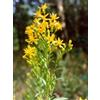 HERBOPLANET Srl TSA SOLIDAGO VIRGA AUREA 50ML
