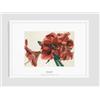 Poster Danish Contemporary Artist Inge Ellegaard "Amaryllis 6" 1993 16,5 x 11,6