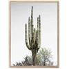 AlexandreHouse Cuadro cactus saguaro i_FASE5
