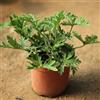 SANWOOD 100pcs semi di piante di citronella per la casa piantagione da giardino, seme di piante di citronella mozzie buster repellente zanzara arredamento piante da giardino semi di mozzie buster