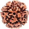 5 Mukhi Rudraksh Original Nepalesi Bead Energised Five Face Rudraksha Natural