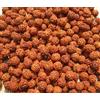 111 pezzi perline di semi di Rudraksha sfuse origine Nepal, naturali 5 Mukhi ...