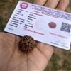 CERTIFICATO LABORATORIO 5 Mukhi RUDRAKSHA Panchmukhi Rudraksh 5 Face Rudraksh...