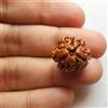 100% originale nepalese tre facce Rudraksha 3 Mukhi Rudraksh Bead Lab Certifi...