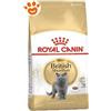 Royal Canin Cat Adult British Shorthair - Sacco Da 2 Kg